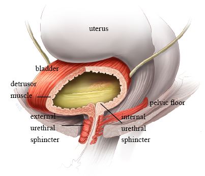 Normal bladder function