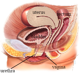 Normal anatomy — the urethra and bladder supported by the pelvic floor