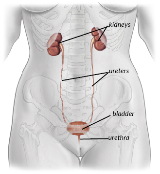 The urinary tract — kidneys, ureters, bladder, and urethra