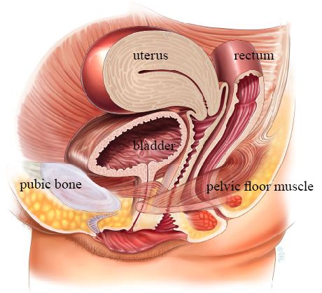 The pelvic floor muscles spanning from the pubic bone to the sacrum, forming a supportive sling